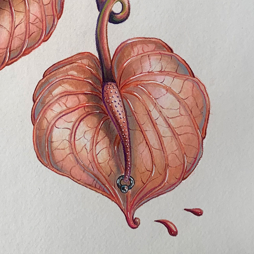 Silviya Neri Painting Silviya Neri Anthuriums Botanical Handmade Illustration Silviya Neri: Anthuriums Botanical Handmade Illustration Brand