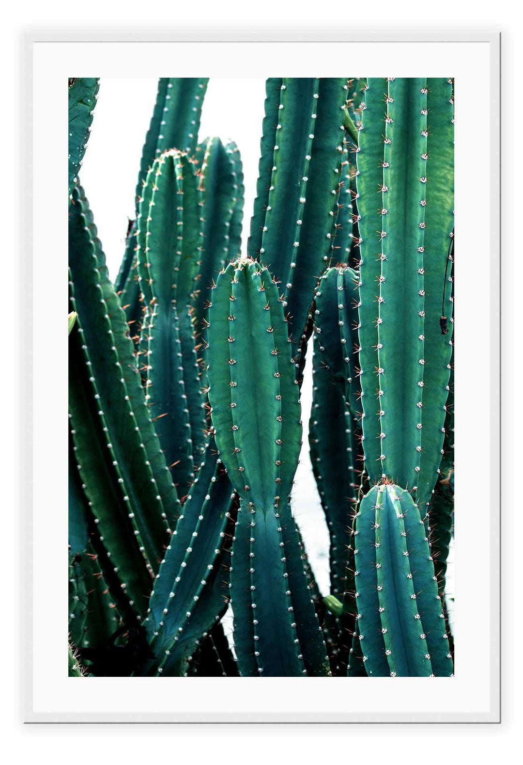 Canvas Print Small		50x70cm / White Cactus fluro Cactus fluro Framed Print Brand