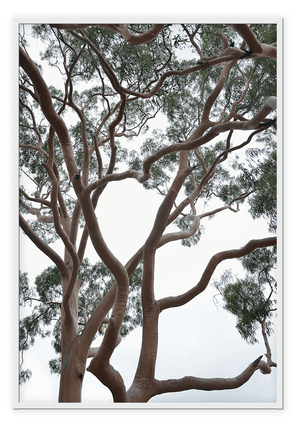 Canvas Print 50x70cm / White Tubos Brand