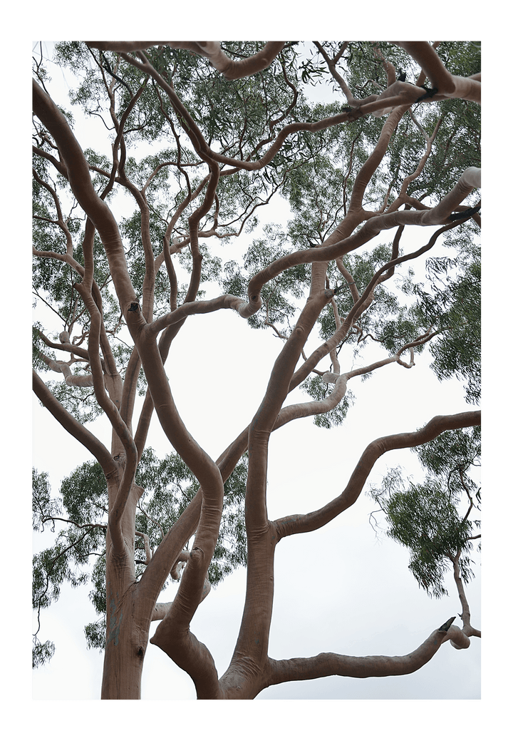 Canvas Print 60x90cm / Unframed Tubos Brand